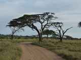 Serengeti-Tansania-456