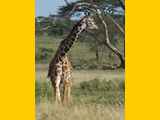Serengeti-Tansania-461