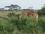 Serengeti-Tansania-462