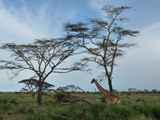 Serengeti-Tansania-466