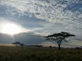 Serengeti-Tansania-482