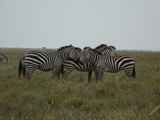 Serengeti-Tansania-496