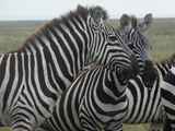 Serengeti-Tansania-498
