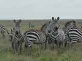 Serengeti-Tansania-499