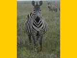 Serengeti-Tansania-502