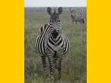 Serengeti-Tansania-503