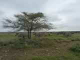 Serengeti-Tansania-504