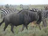 Serengeti-Tansania-509