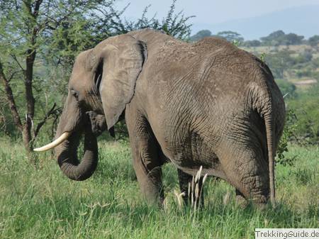 Elefant, Afrika