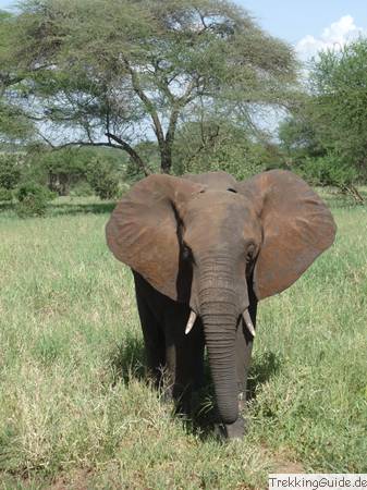 Elefant, Nationalpark, Tansania