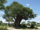 Tarangire-Nationalpark-Tansania-002