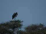 Tarangire-Nationalpark-Tansania-010