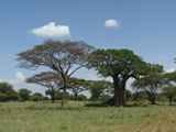 Tarangire-Nationalpark-Tansania-012