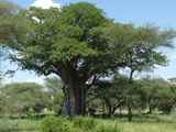 Tarangire-Nationalpark-Tansania-013