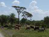 Tarangire-Nationalpark-Tansania-014