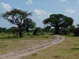 Tarangire-Nationalpark-Tansania-020