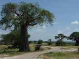 Tarangire-Nationalpark-Tansania-021