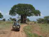 Tarangire-Nationalpark-Tansania-027