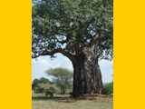 Tarangire-Nationalpark-Tansania-036