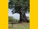 Tarangire-Nationalpark-Tansania-048