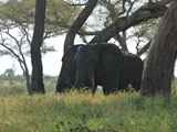 Tarangire-Nationalpark-Tansania-062