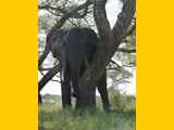 Tarangire-Nationalpark-Tansania-066