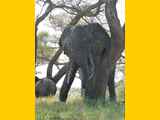 Tarangire-Nationalpark-Tansania-068