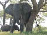 Tarangire-Nationalpark-Tansania-072