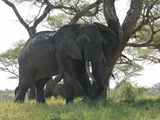 Tarangire-Nationalpark-Tansania-074
