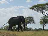 Tarangire-Nationalpark-Tansania-085