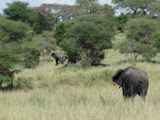 Tarangire-Nationalpark-Tansania-094