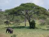 Tarangire-Nationalpark-Tansania-097