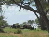 Tarangire-Nationalpark-Tansania-101