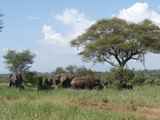 Tarangire-Nationalpark-Tansania-105