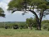 Tarangire-Nationalpark-Tansania-116