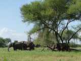 Tarangire-Nationalpark-Tansania-125