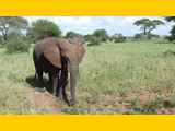 Tarangire-Nationalpark-Tansania-140