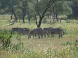 Tarangire-Nationalpark-Tansania-163