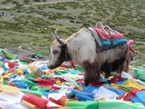 10287_Kailash-Umrundung-Tibet