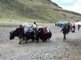 10329_Kailash-Umrundung-Tibet