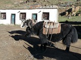 10635_Kailash-Umrundung-Tibet