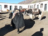 10636_Kailash-Umrundung-Tibet