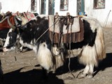 10637_Kailash-Umrundung-Tibet