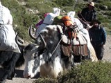 10654a_Kailash-Umrundung-Tibet