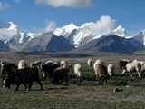 10929_Manasarowar-Pigutso-Tingri-Everest-Tibet