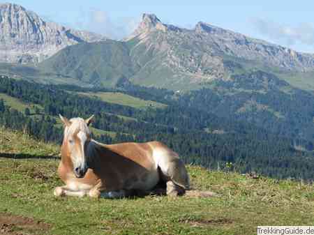 Pferd Alpen