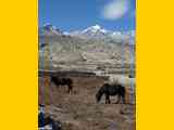 111109_Nepal_Mustang_0843_Tsarang_Lo_Manthang