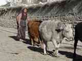 111111_Nepal_Mustang_1051_Lo_Manthang_Dhakmar