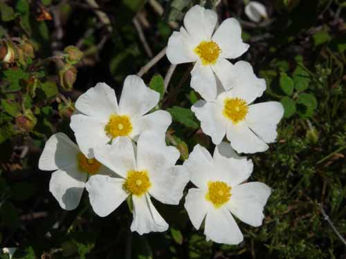 10981-Cirali-Olympos