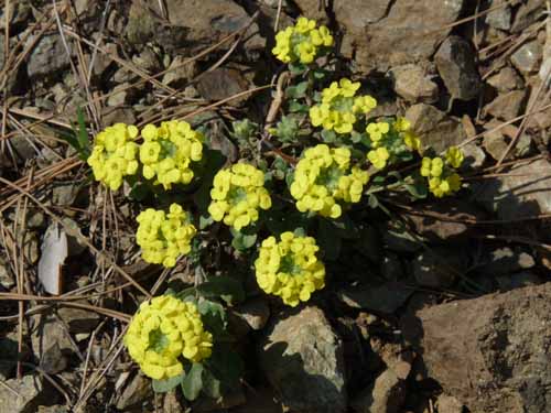 10982-Cirali-Olympos